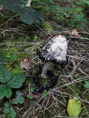 Coprinus comatus
