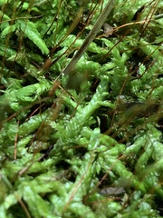 Entodon cladorrhizans