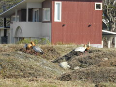 Theristicus melanopis