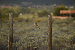 Oreoscoptes montanus
