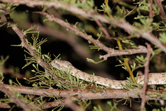 Echis coloratus