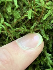 Entodon cladorrhizans