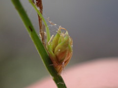 Carex canescens