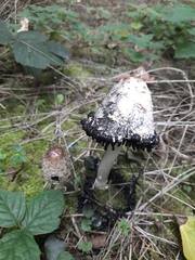 Coprinus comatus