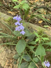 Lobelia amoena