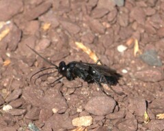 Pompilidae