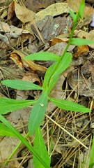 Lobelia appendiculata