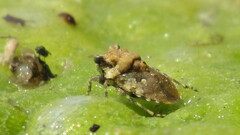 Gelastocoris oculatus