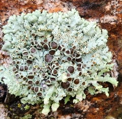 Physcia aipolia