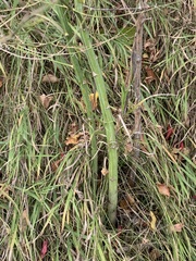 Asparagus officinalis