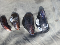 Mytilus trossulus