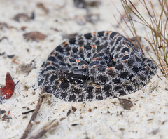 Sistrurus miliarius barbouri