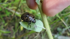 Orsilochides guttata