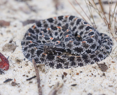 Sistrurus miliarius barbouri