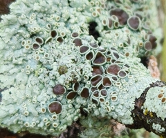 Physcia aipolia
