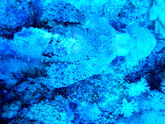 Scorpaenopsis