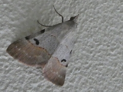 Hemeroplanis historialis