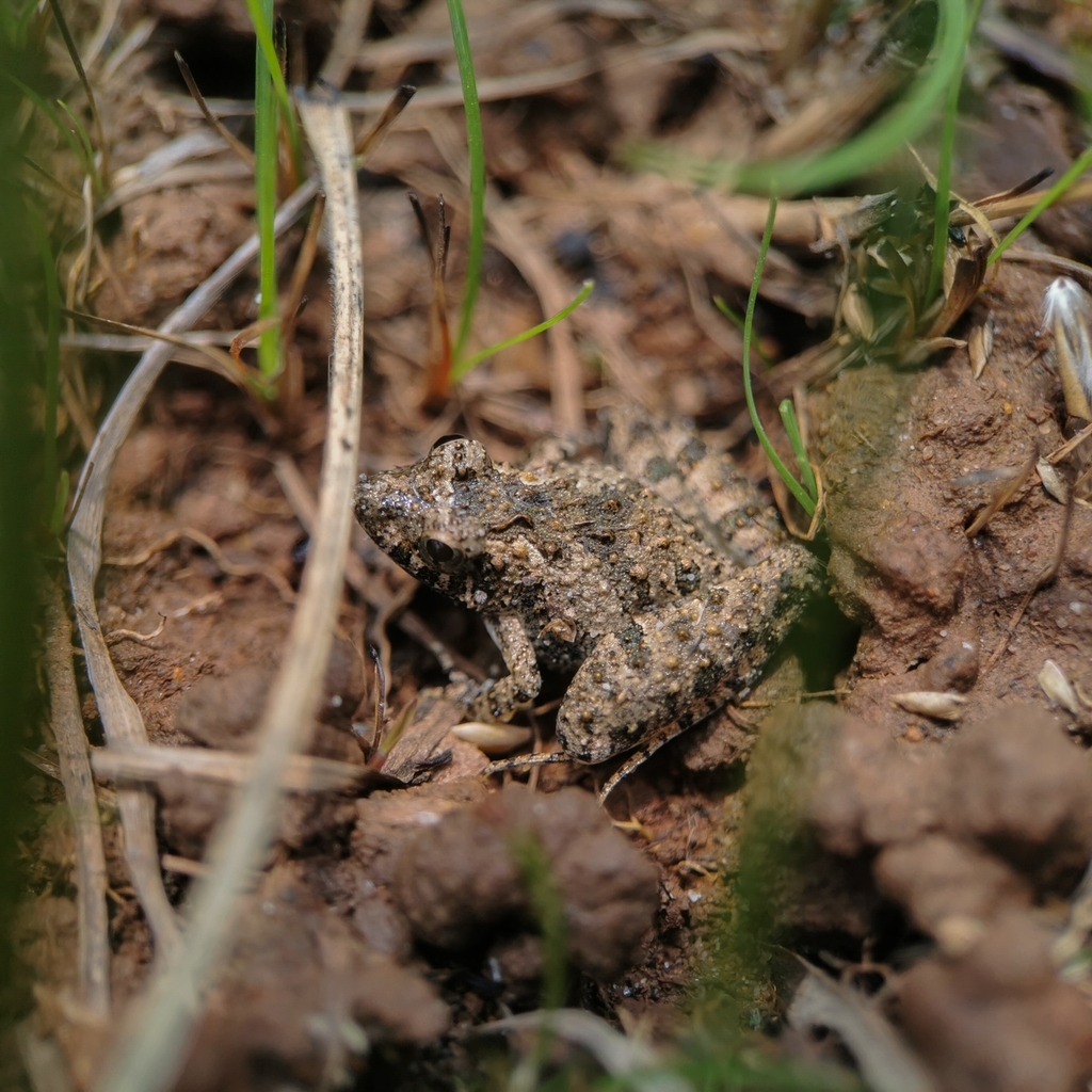 Long-Legged Swamp Froglet