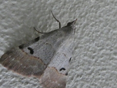 Hemeroplanis historialis