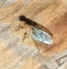 Heleomyzidae