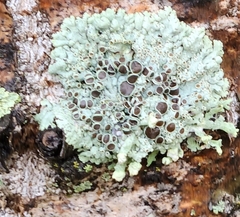 Physcia aipolia