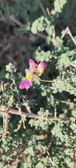 Dalea frutescens