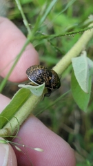 Orsilochides guttata