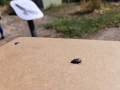 Bothrotes canaliculatus