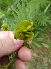Desmanthus illinoensis