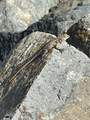 Uta stansburiana elegans