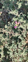 Dalea frutescens