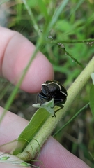 Orsilochides guttata