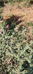 Dalea frutescens
