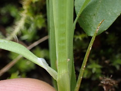 Carex canescens