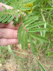 Desmanthus illinoensis