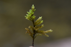 Climacium dendroides