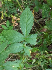 Agrimonia gryposepala