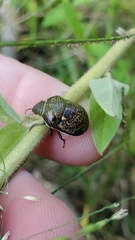 Orsilochides guttata