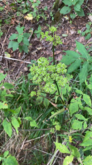Angelica triquinata