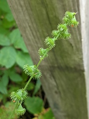 Agrimonia gryposepala