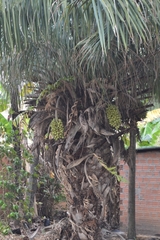 Cocoseae