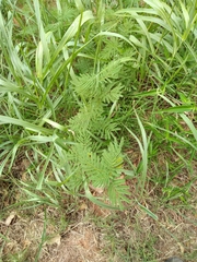 Desmanthus illinoensis