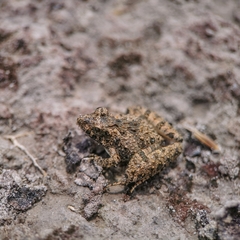 Pseudopaludicola murundu