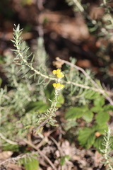 Helichrysum stoechas