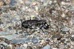 Cicindela duodecimguttata