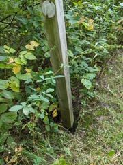 Agrimonia gryposepala