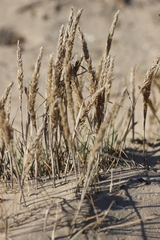 Sporobolus virginicus