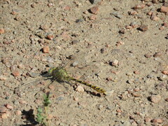 Ophiogomphus severus