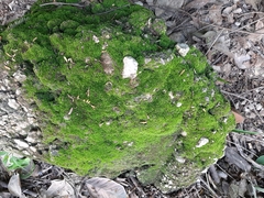 Dicranum montanum