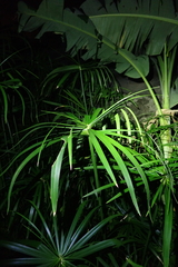 Cyperus alternifolius